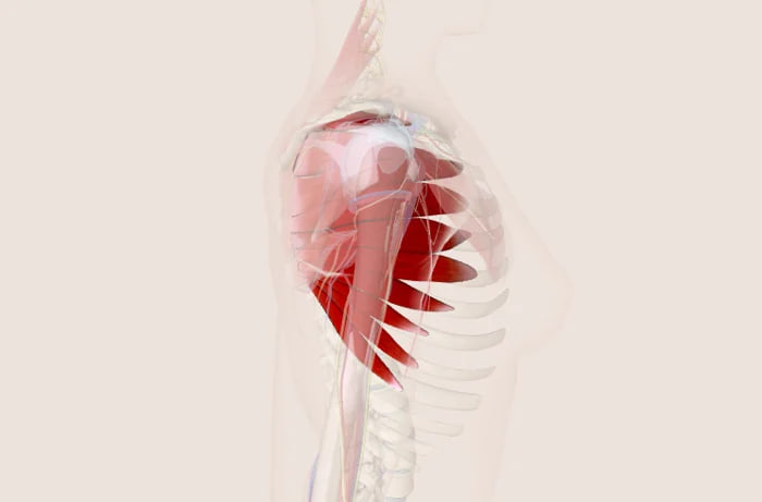 ทำความรู้จักกล้ามเนื้อ Serratus Anterior: ฮีโร่ที่ถูกลืม